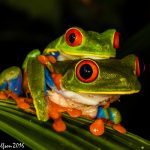 Red-Eyed Leaf Frogs